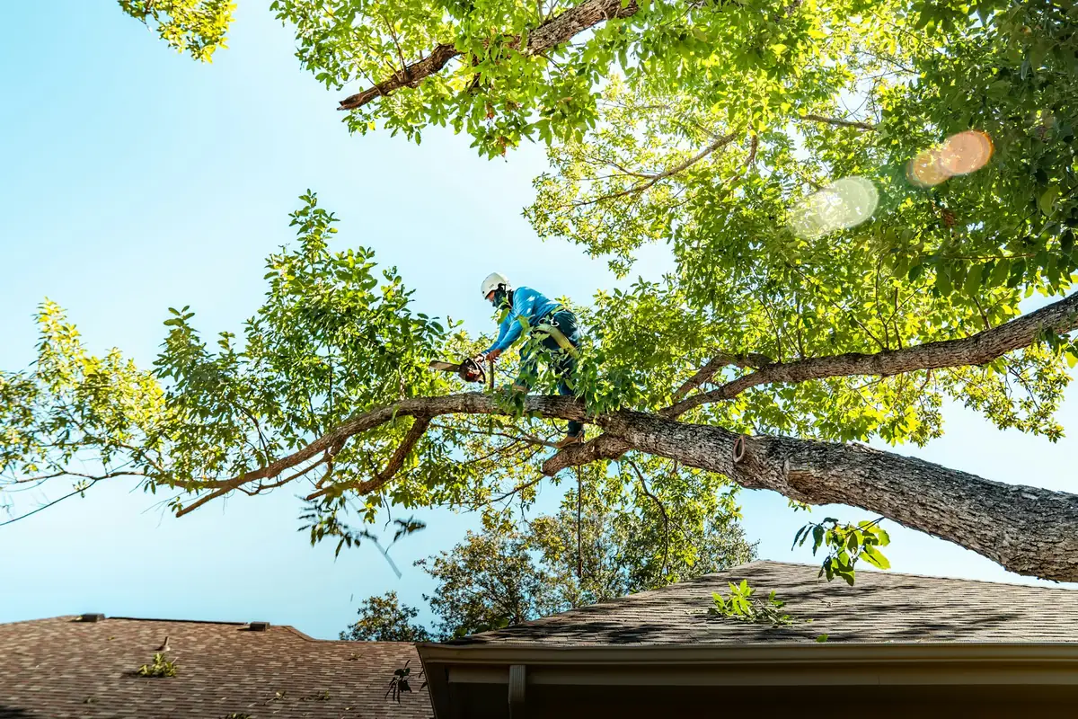 Élagueur au travail dans un arbre au-dessus d'une maison